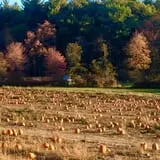 Mack's Apples Farm photo