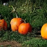 Mack's Apples Farm photo