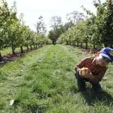 Mack's Apples Farm photo