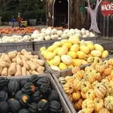 Mack's Apples Farm photo