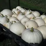 Country Bumpkin Farm Fall Family Fun photo