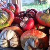 Country Bumpkin Farm Fall Family Fun photo