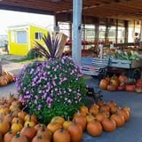 Country Bumpkin Farm Fall Family Fun photo
