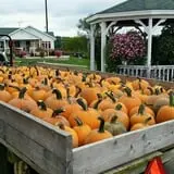 Country Bumpkin Farm Fall Family Fun photo