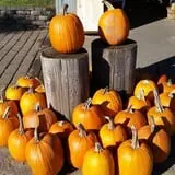 Country Bumpkin Farm Fall Family Fun photo