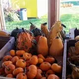 Country Bumpkin Farm Fall Family Fun photo