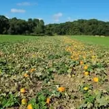 Country Bumpkin Farm Fall Family Fun photo