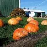 Country Bumpkin Farm Fall Family Fun photo