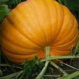Country Bumpkin Farm Fall Family Fun photo