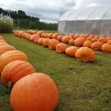 Country Bumpkin Farm Fall Family Fun photo