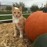 Cross E Ranch Fall Festival photo