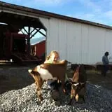 Cross E Ranch Fall Festival photo