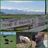 Cross E Ranch Fall Festival photo