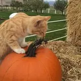 Cross E Ranch Fall Festival photo