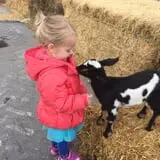 Cross E Ranch Fall Festival photo