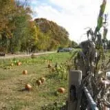 Elwood Pumpkin Farm photo
