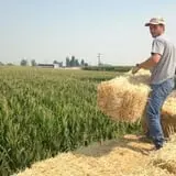 AMAZEing Acres Corn Maze photo