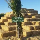 AMAZEing Acres Corn Maze photo