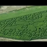 AMAZEing Acres Corn Maze photo