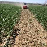 AMAZEing Acres Corn Maze photo