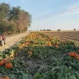 AMAZEing Acres Corn Maze photo