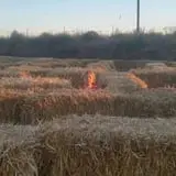 AMAZEing Acres Corn Maze photo