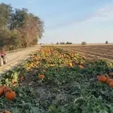 AMAZEing Acres Corn Maze photo