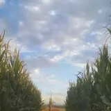 AMAZEing Acres Corn Maze photo