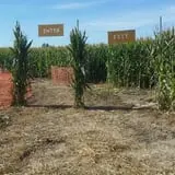 AMAZEing Acres Corn Maze photo