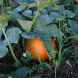 Echo Hill Orchards and Winery photo