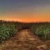 Kesicke Farm Fall Festival photo