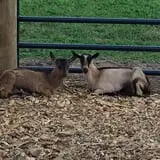 Kesicke Farm Fall Festival photo