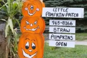 Little Pumpkin Patch
