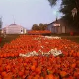 Heartland Farms Halloween Fun photo