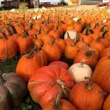 Heartland Farms Halloween Fun photo
