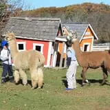 Berlin Orchards Pumpkins & Haywagon Rides photo