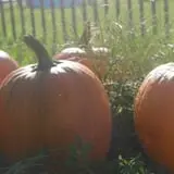 Berlin Orchards Pumpkins & Haywagon Rides photo