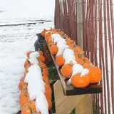 Berlin Orchards Pumpkins & Haywagon Rides photo