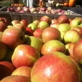 Berlin Orchards Pumpkins & Haywagon Rides photo