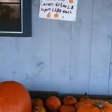 Berlin Orchards Pumpkins & Haywagon Rides photo