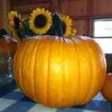 Berlin Orchards Pumpkins & Haywagon Rides photo