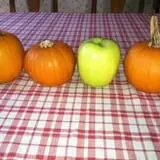 Berlin Orchards Pumpkins & Haywagon Rides photo