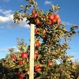 Berlin Orchards Pumpkins & Haywagon Rides photo