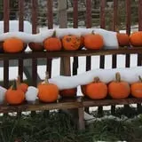 Berlin Orchards Pumpkins & Haywagon Rides photo