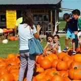Old Time Christmas Tree Farm Pumpkin Patch photo