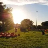 Old Time Christmas Tree Farm Pumpkin Patch photo