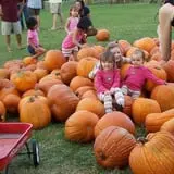 Old Time Christmas Tree Farm Pumpkin Patch photo