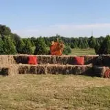 Old Time Christmas Tree Farm Pumpkin Patch photo