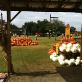 Old Time Christmas Tree Farm Pumpkin Patch photo
