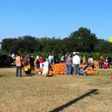 Old Time Christmas Tree Farm Pumpkin Patch photo